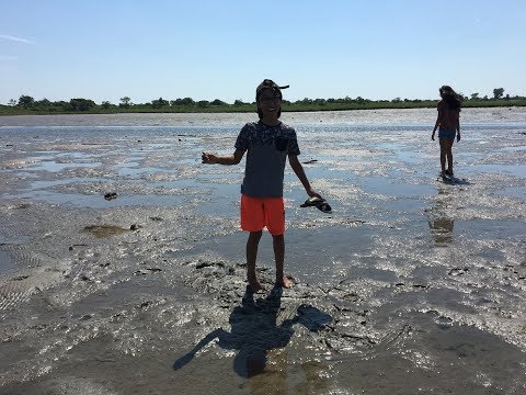 Vídeo: Vá Clamming em Rhode Island