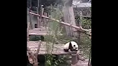 Людмила Козеко