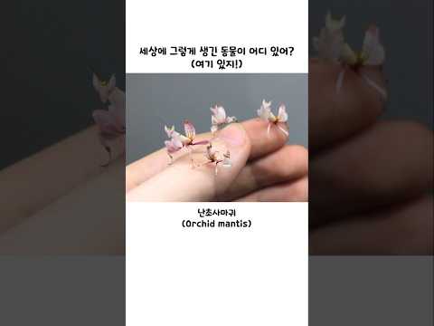 세상에 그렇게 생긴 동물이 어디 있어?(여기 있지!) thumbnail