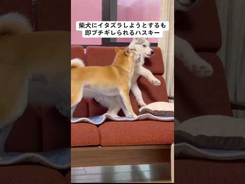 柴犬にイタズラしようとするも即ブチギレられるハスキー #shorts