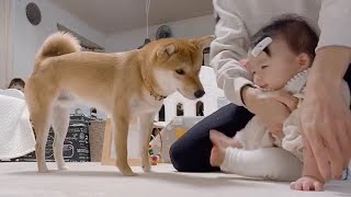 Shiba Inu and 7 month old daughter