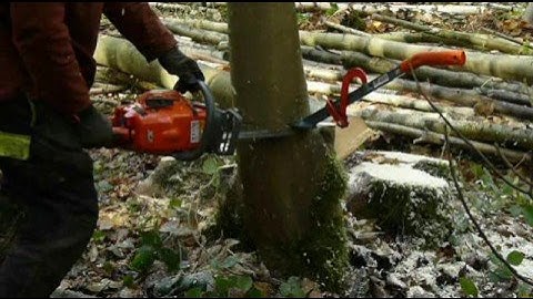 Tree Felling Using a "Danish Pie Cut"