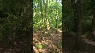 60 seconds of relaxing #shorts #walking #naturesounds #justrelax