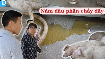 Lợn nằm đến đâu phân chảy dề dề tới đó - Tiêu chảy không kiểm soát. Tiêm đủ thuốc không khỏi.