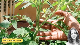 How To Hand Pollinate, Prune Tomato Suckers & Get Large Tomatoes