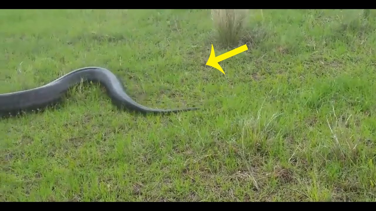 python snake video🔴TOM NEWS 24 - YouTube