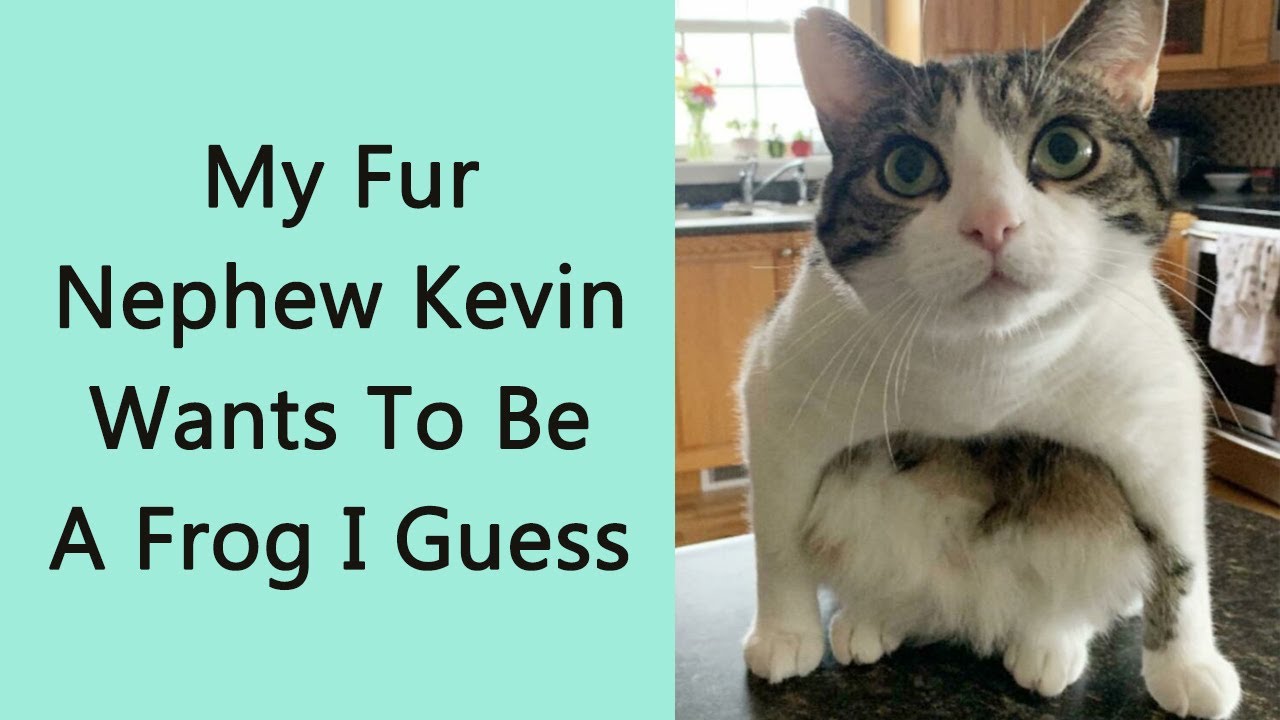 50 Times Cats Glitched So Hard, Their Owners Couldn’t Stop Laughing