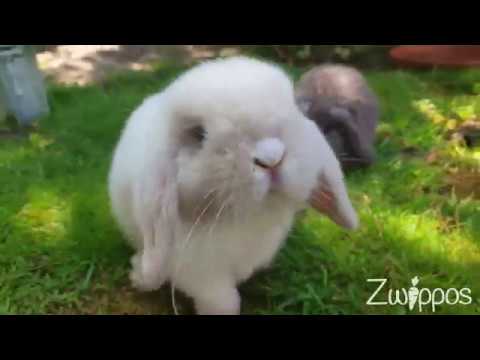 Video: Süßes Kaninchen Im Gemüsemantel