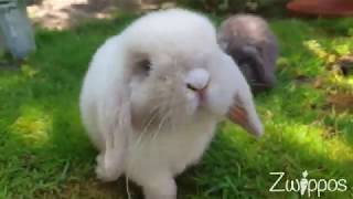 Life of Zwippos  zuckersüße Kaninchen