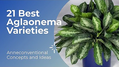 21 Best Aglaonema Varieties