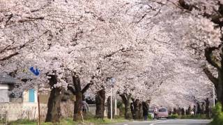 Nagatoro Cherry Blossom Tunnel