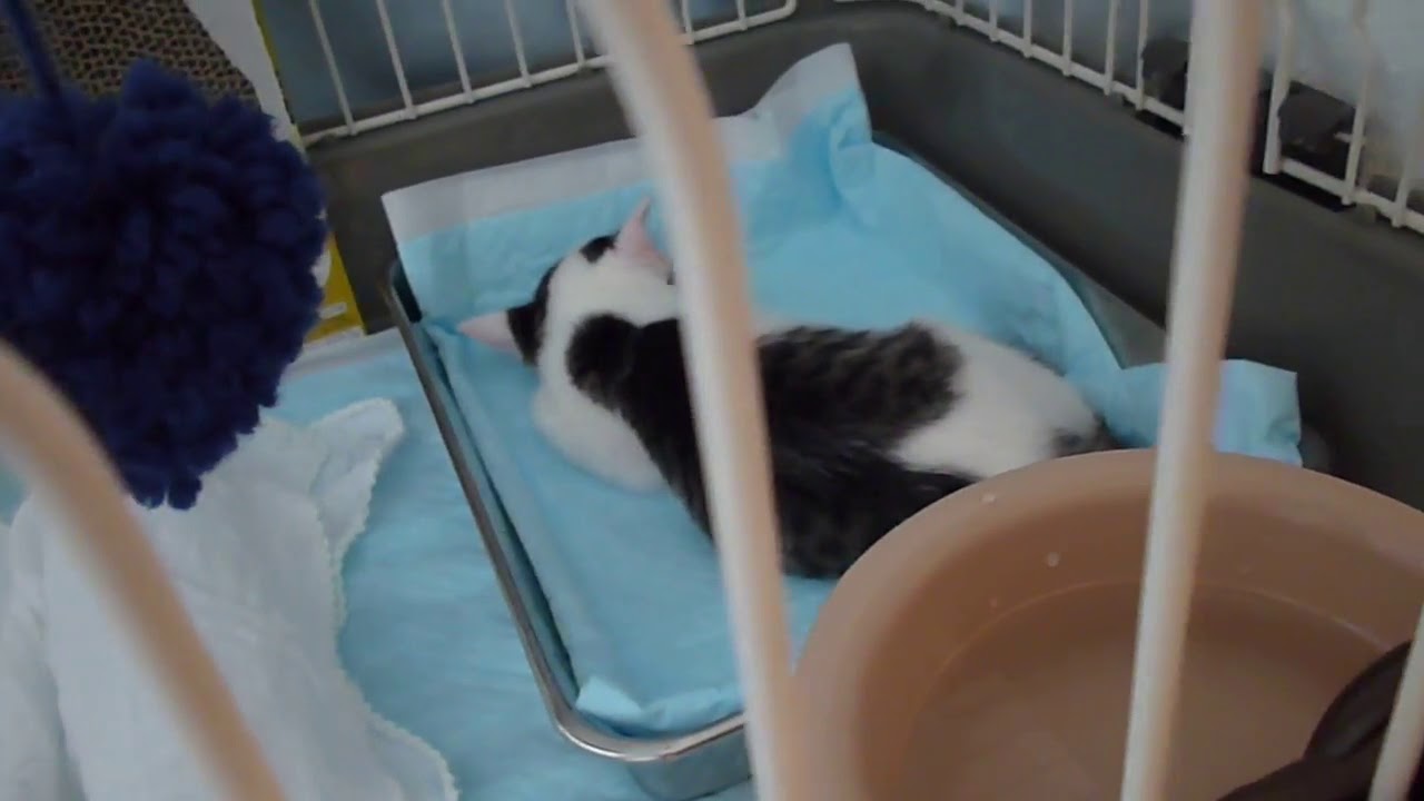 保護してから48日目ぐらい ベッドじゃなくて トイレで寝ています Youtube