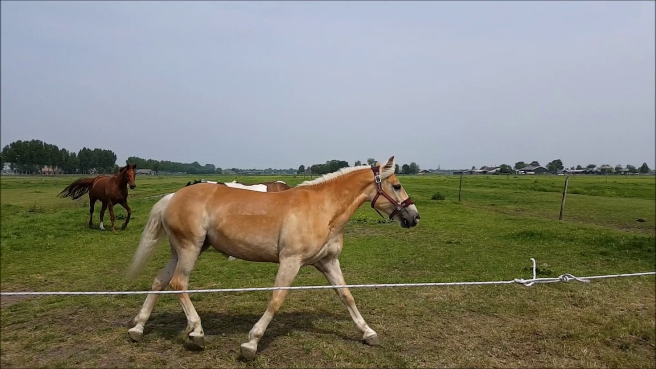 April & Stef moving to a new home!  Lucky Stables Manege, Netherlands