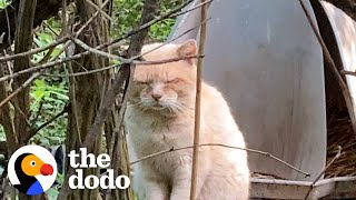Download Lagu Stray Cat Left Behind When Family Moved Gets Rescued 6 Years Later | The Dodo MP3 Download Lagu Stray Cat Left Behind When Family Moved Gets Rescued 6 Years Later | The Dodo MP3