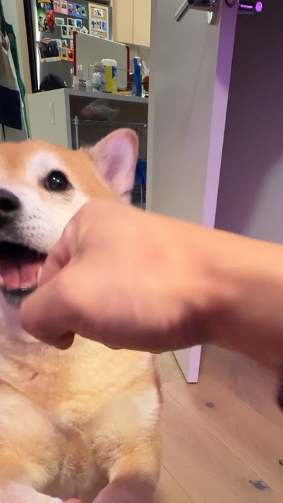 Shiba’s Are Loyal and Trusting to a Fault