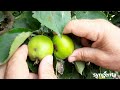 Az alma molykártevők elleni növényvédelme