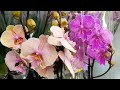 Как вам такое ОФИГЕННОЕ поступление ОРХИДЕИ в КАСТОРАМА Orchids ORCHID орхидея ОРЕНБУРГ Обзор