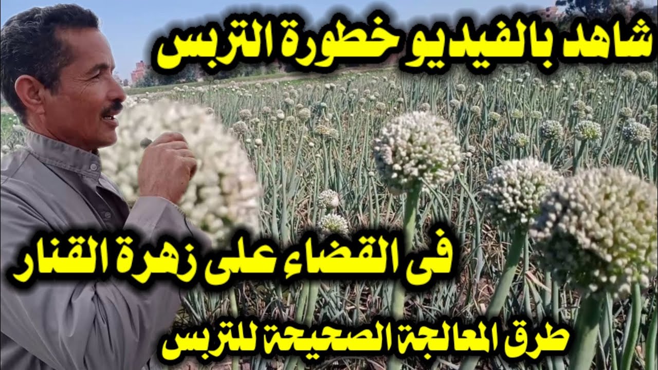 طريقة القضاء على التربس الذى يهدد زهرة القنار