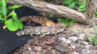 Goldfields shingleback mating behaviour