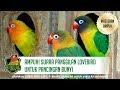 SANGAT AMPUH! Suara Panggilan Burung Lovebird Untuk Pancingan Bunyi Panjang