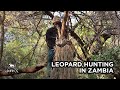 GTS Productions | John X Safaris | Leopard Hunting in Zambia