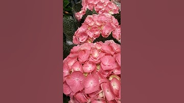 🦋Ý Nghĩa Hoa Cẩm Tú Cầu | Hydrangea #shorts #flowers