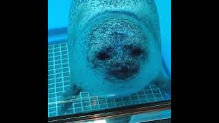 Baby seal pup squishes like a ball