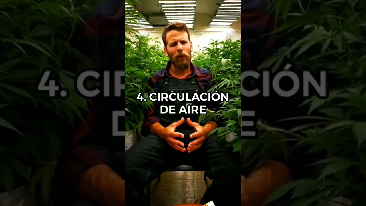 Canabis, Autocultivo Tutorial Secado 2022