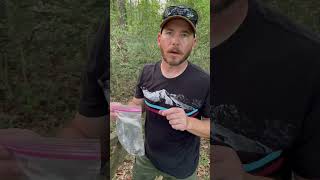 The Speed of This Grass Spider is Insane #spiders #nature #shorts Grass Spider