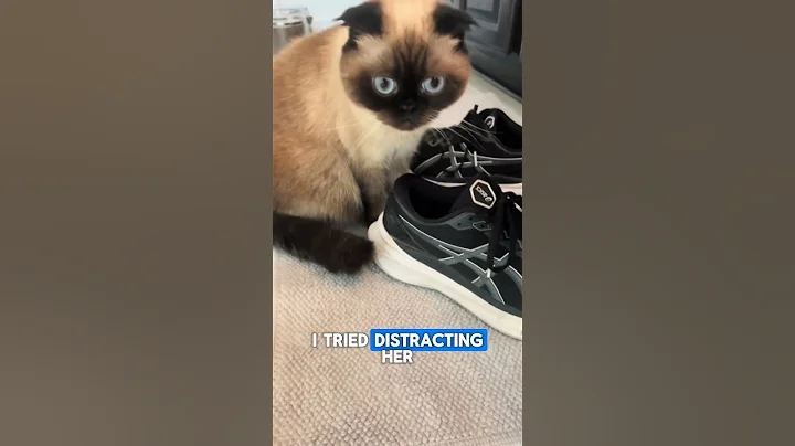 Watch the video about My Cat Guarded Shoes Like Treasure 👟🐱