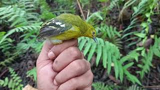 Mikat di markas pasukan burung cantik cuyy