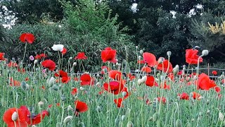Poppy field