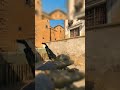 CS2 | Legacy latto POV vs Falcons | DUST2