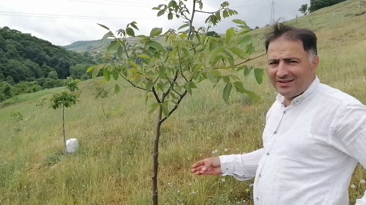 ^^Tohumdan Fidana^^  --Ceviz Bahçesi--