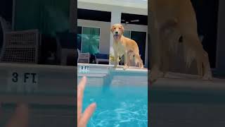 Funny dogs#funnydogs #funny #dog #prank #baby
