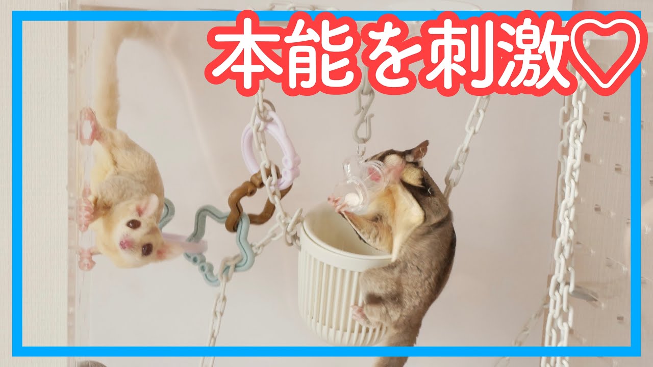 フクロモモンガ】NEWえんちメーカーでケージを遊園地に｜夜鳴き・自傷