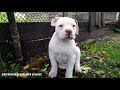 АМЕРИКАНСКИЕ БУЛЬДОГИ.ЩЕНКИ И КОРОВЫ.ВТОРАЯ ПРИВИВКА.AMERICAN BULLDOGS. PUPPIES AND COWS.