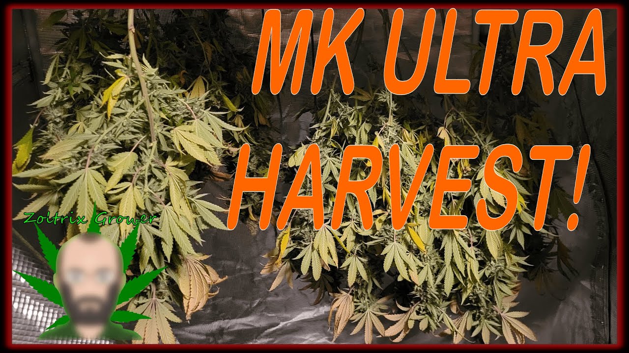 MK ULTRA HARVEST! | LOLLIPOPPING FOR FLOWER! | ORGANIC GARDENING WITH ZOLTRIX GROWER!