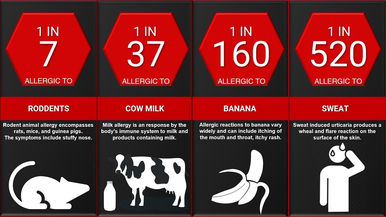 Probability Comparison: Allergy | Ranking Show Probability Comparison: Allergy | Ranking Show