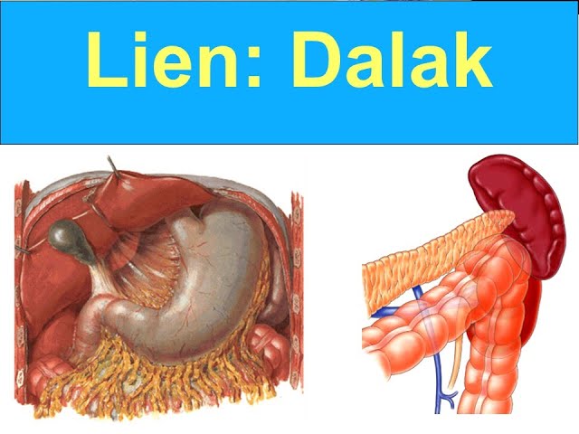 Dalak (Lien) YAYDAR class=