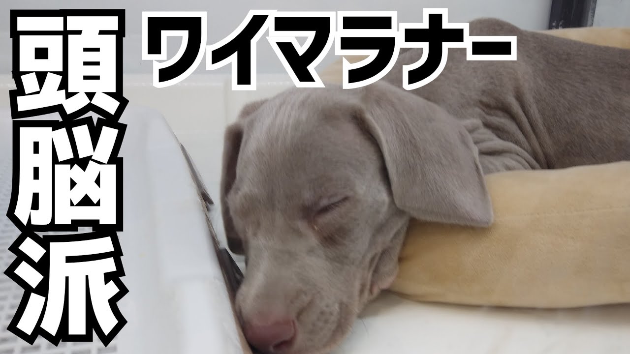 頭脳派猟犬ワイマラナー Youtube 頭脳派猟犬ワイマラナー Youtube