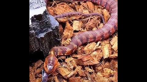 Most dangerous snake of world part(4)