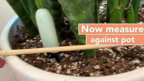 How to Check Soil Moisture with a CHOPSTICK | Houseplant How-to 004