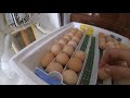 Інкубація курячих яєць / ВАЖЛИВО : 2-  3 день інкубації : варто часто повертати яйця.