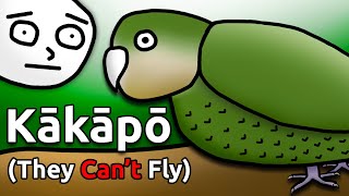 Meet the Kākāpō: The World's Most Hilarious Bird Species