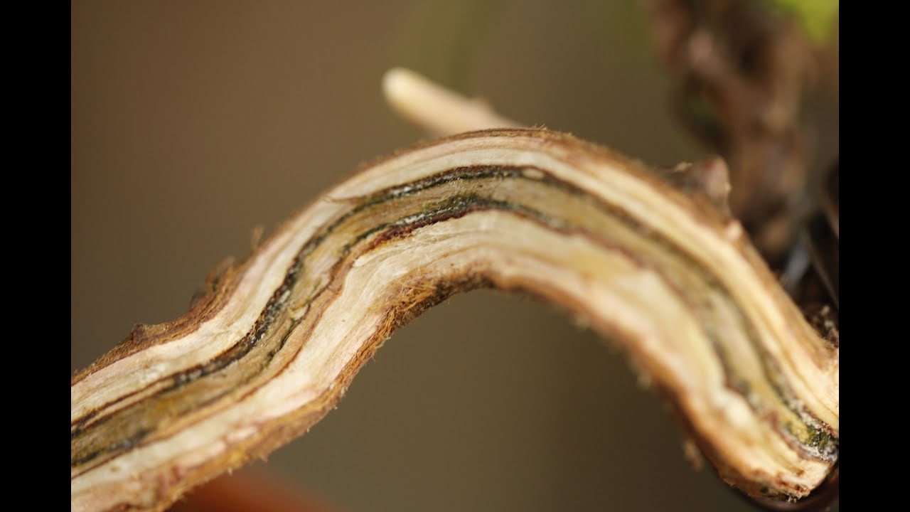 板幹シンパクをコツコツと／A board-shaped trunk is not built in a