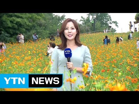 [날씨] 가을 전령 코스모스 만발...내일은 가을비 / YTN