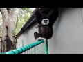 【福知山市動物園】桃太郎にスマホ奪われた の動画、YouTube動画。