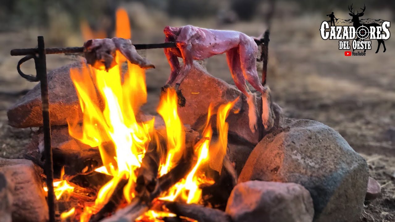 Cacería De Codorniz Con El Viejon ( Gambel’s Quail)