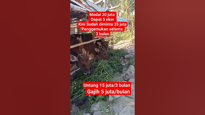 SEGINI KEUNTUNGAN PENGGEMUKAN SAPI INI #berternak #sapipejantan #sapibali